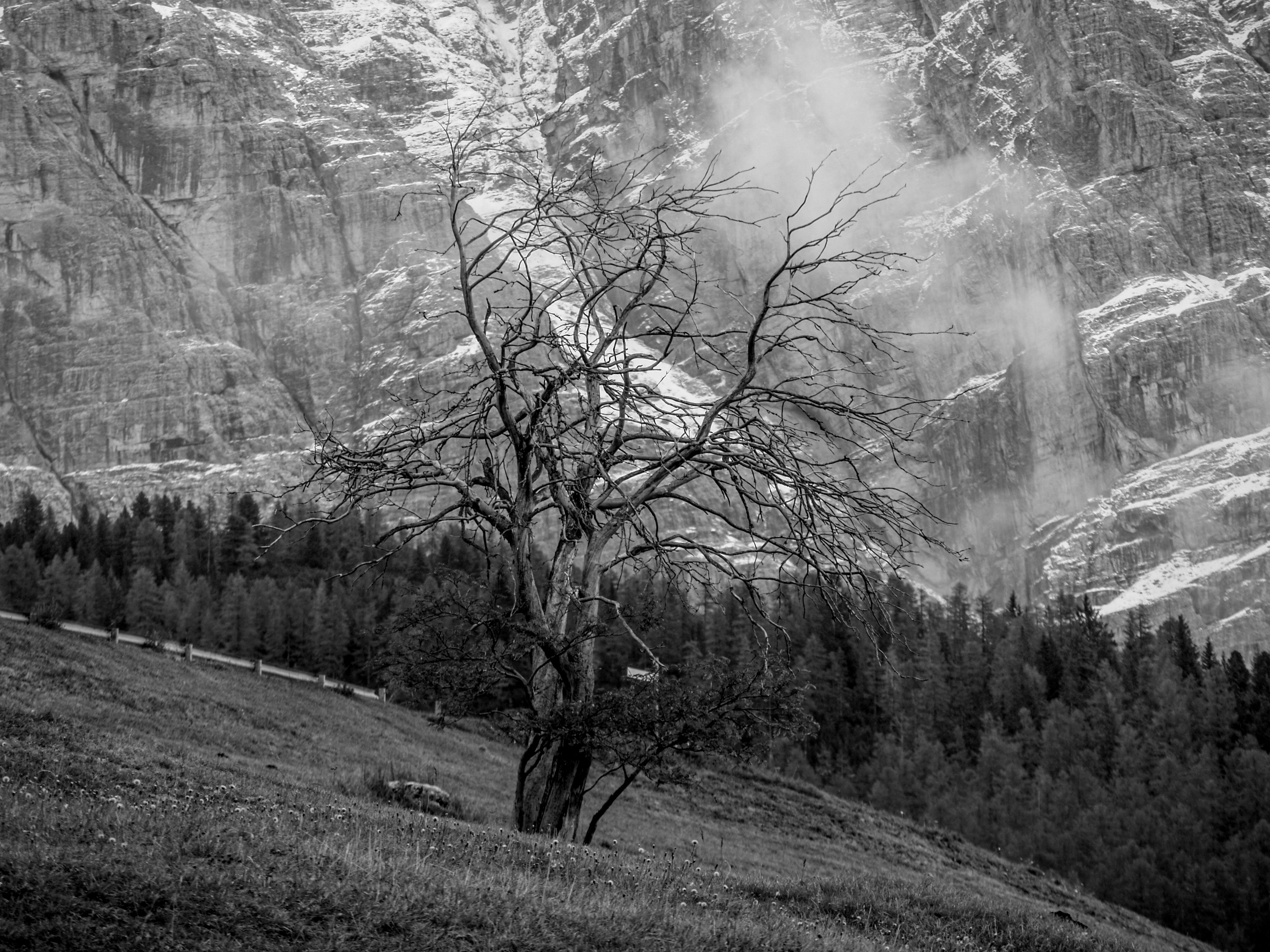 grayscale photo of trees on hill